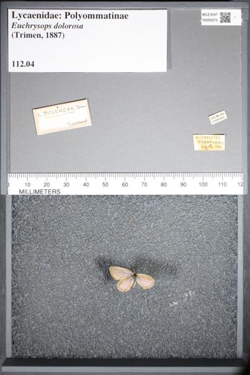 Media type: image;   Entomology 50073